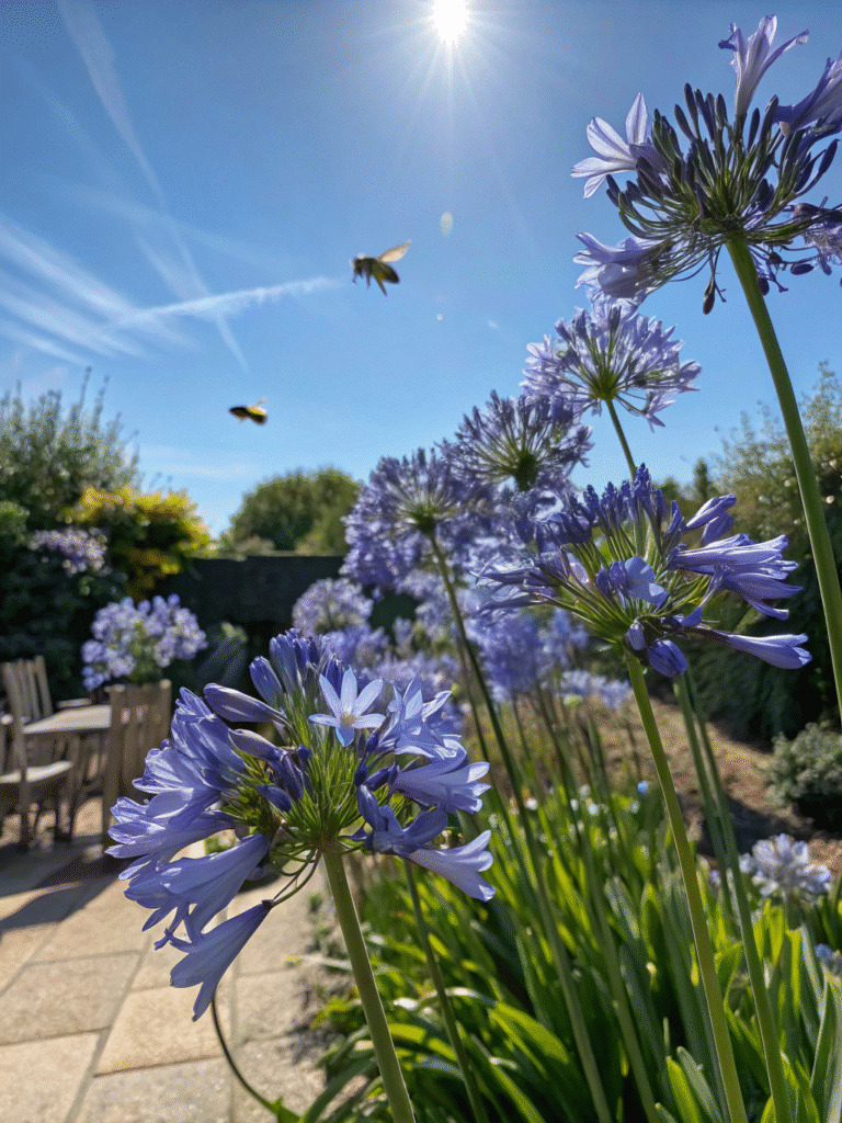 19 agapanthus heavenly blue late summer garden