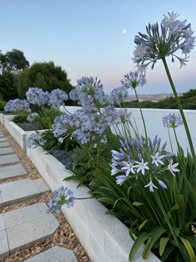 2 realistic garden border with clusters of agapan