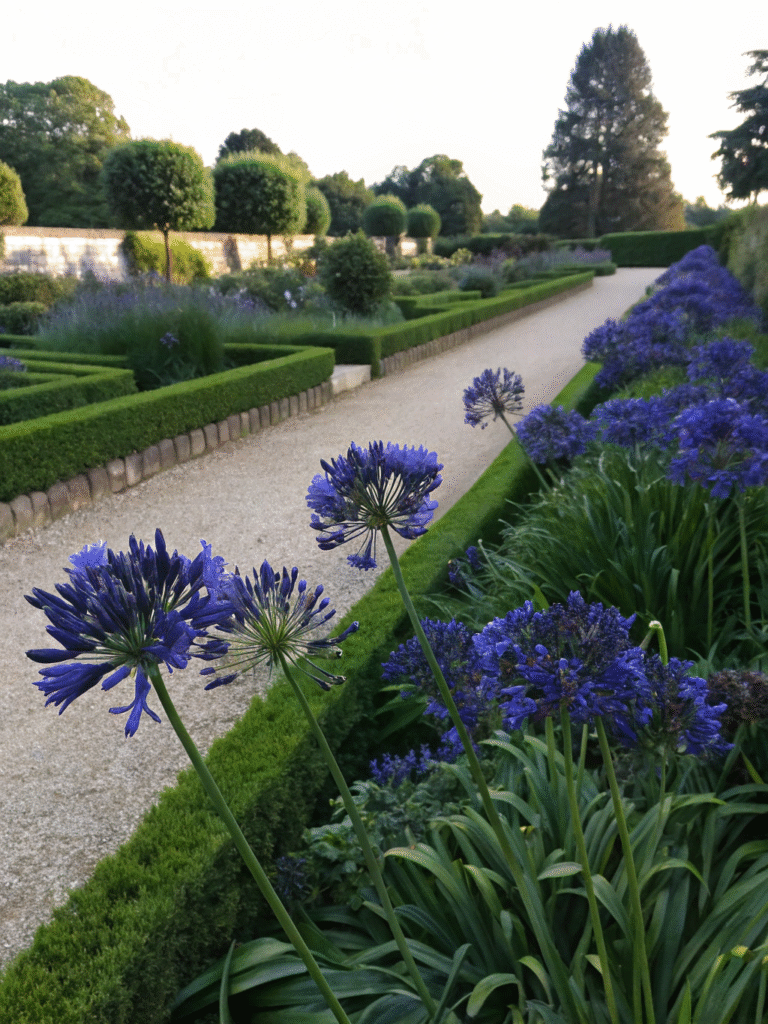 21 agapanthus navy blue elegant formal garden f