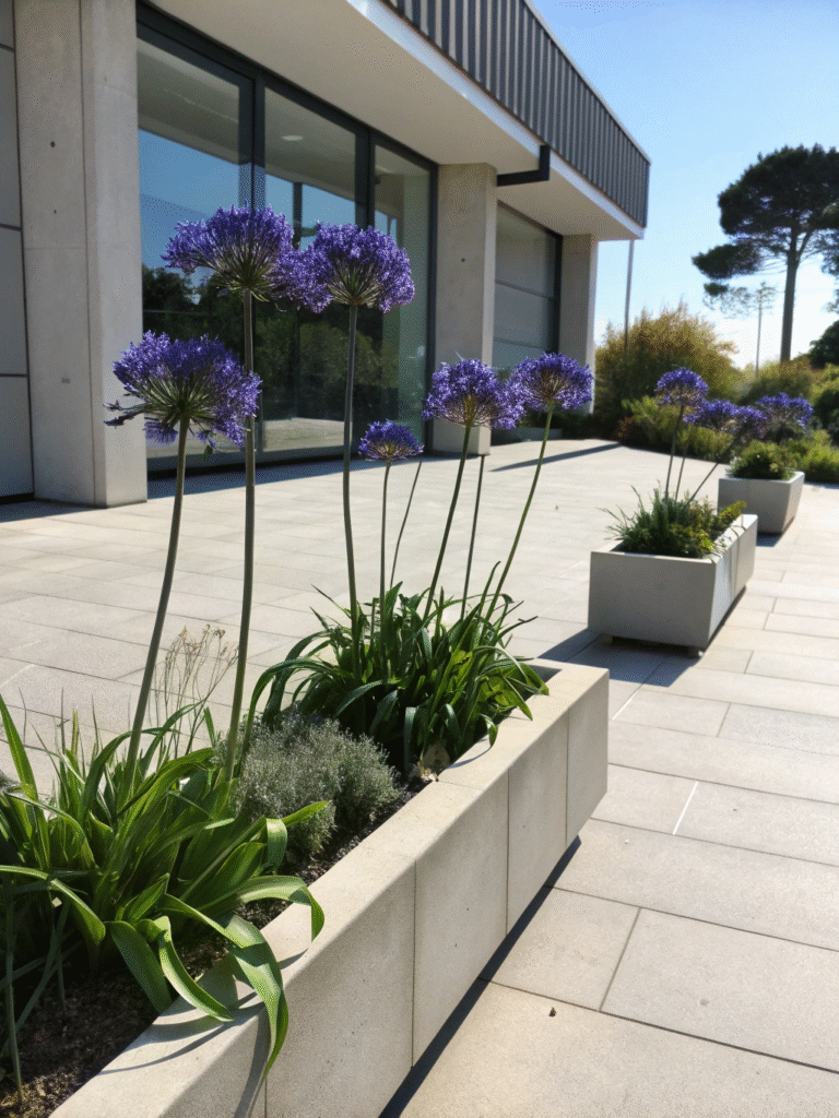 27 agapanthus black pantha modern landscape sce