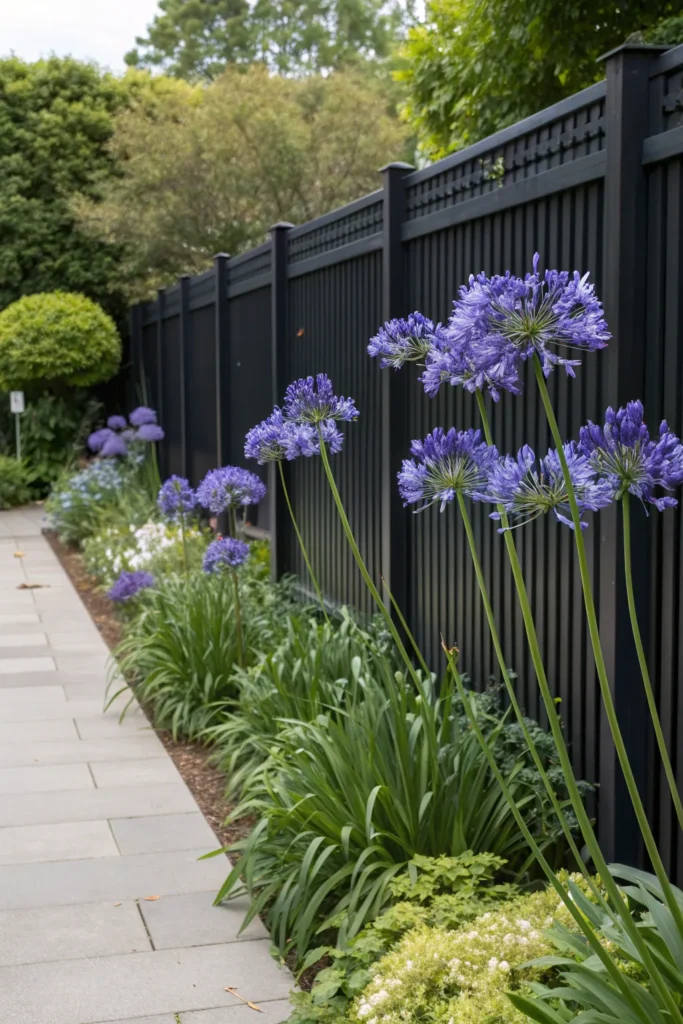 28 black fence garden with agapanthus drama tall