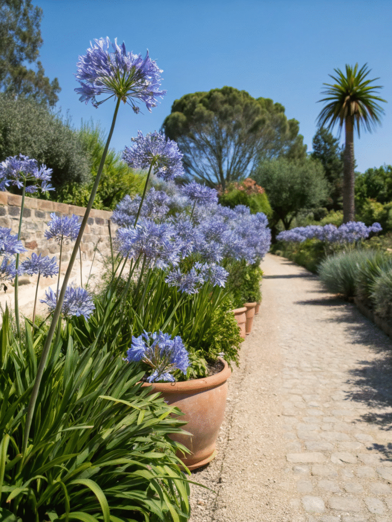 29 agapanthus electric sky vibrant mediterranea