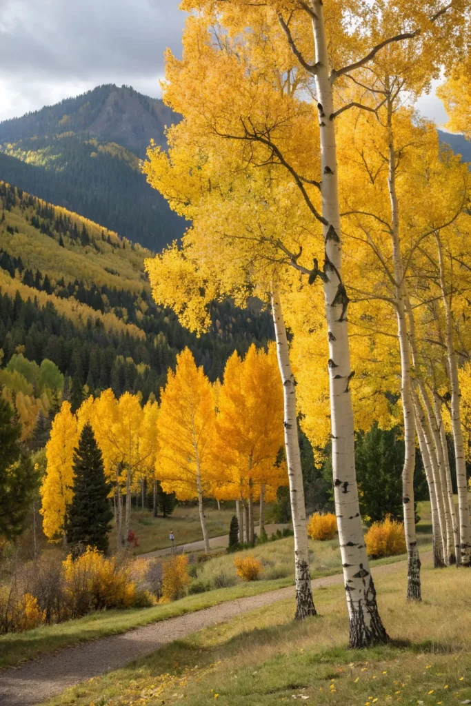 29 aspen a golden autumn scene with a cluster