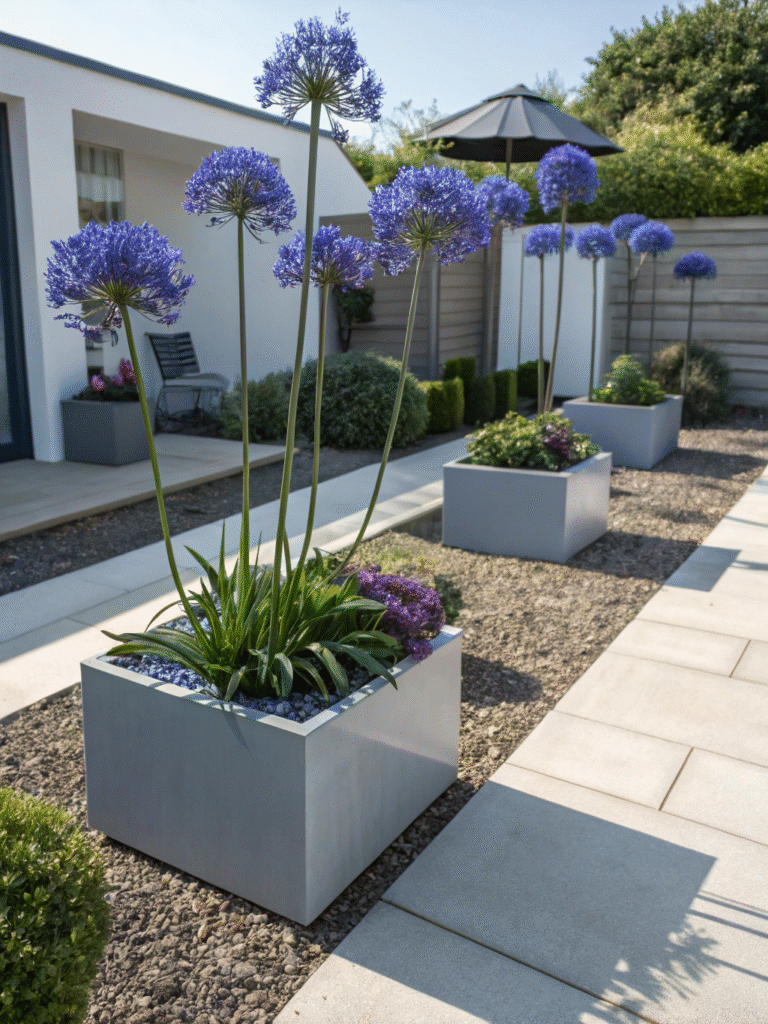 39 agapanthus cobalt blue modern design garden
