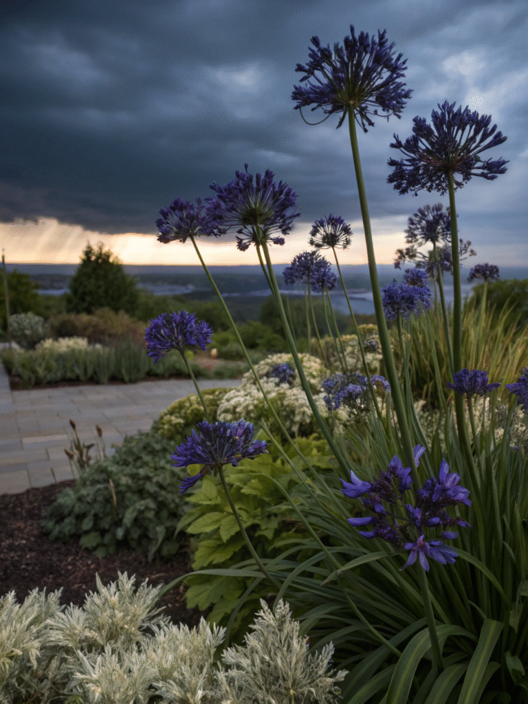 40 agapanthus black magic dramatic garden vigne
