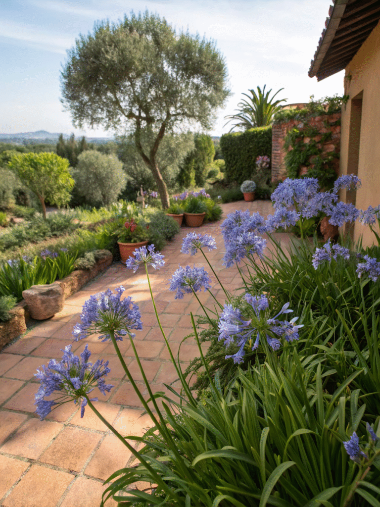 48 agapanthus africanus sun drenched mediterranea
