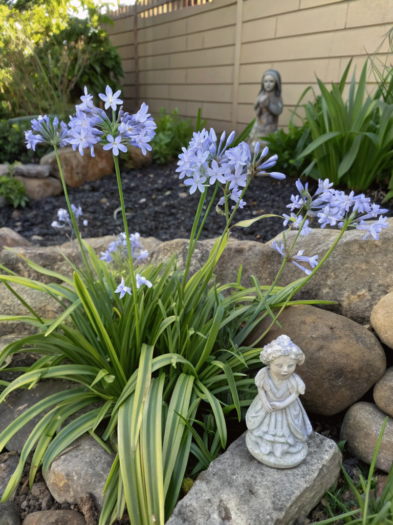 8 agapanthus tinkerbell charming fairy garden s