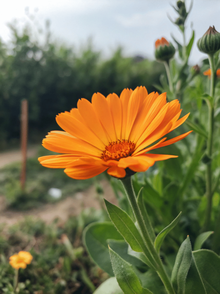 30 August Flowers: The Best Late-Summer Blooms for Your Garden